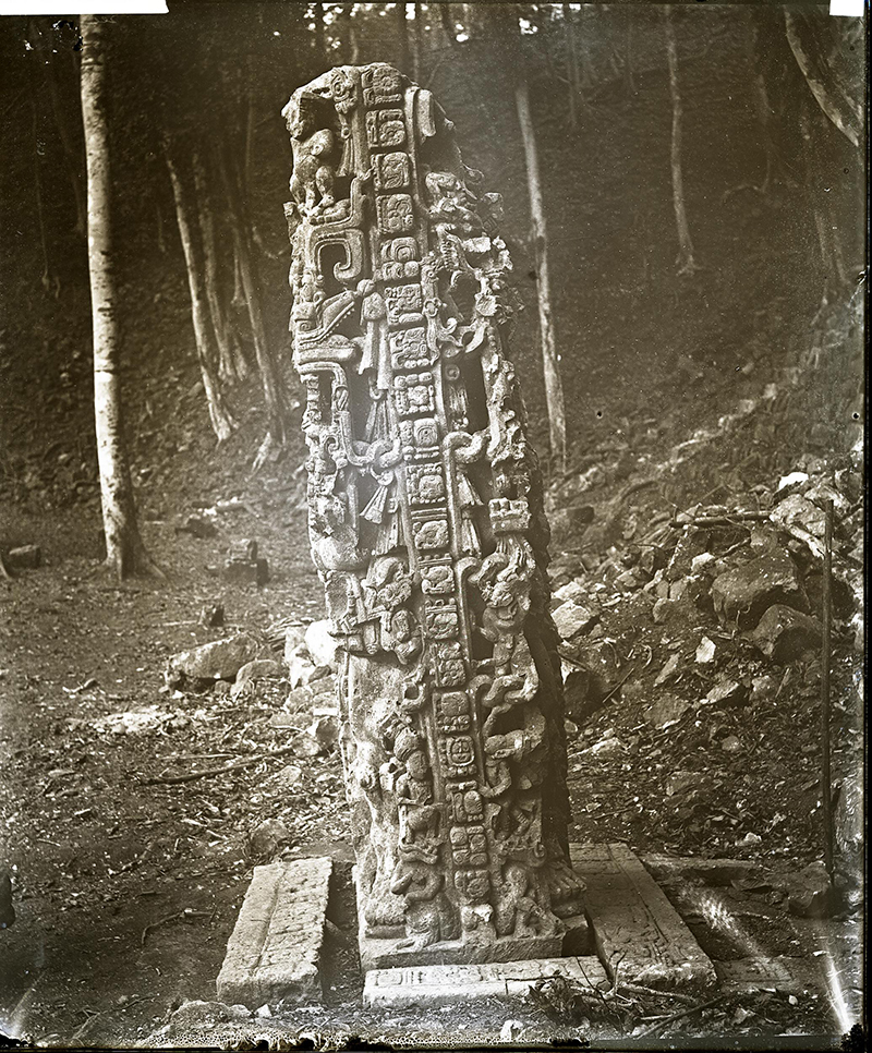 Maudslay's 1890-91 photo of the side of Stela N with the overgrown Temple 11 in the background
