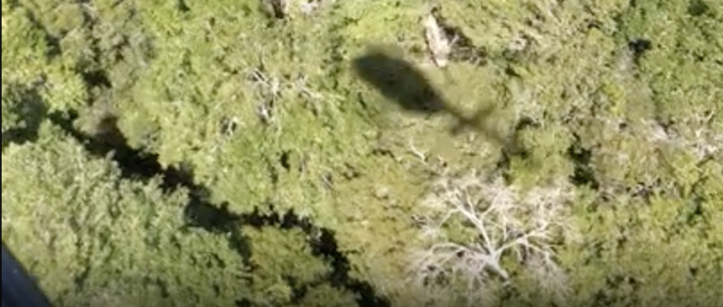 Photo of jungle below from heliocopter flight to El Mirador