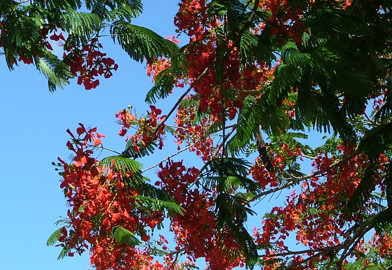 African Flame tree blooming at Kabah in June 