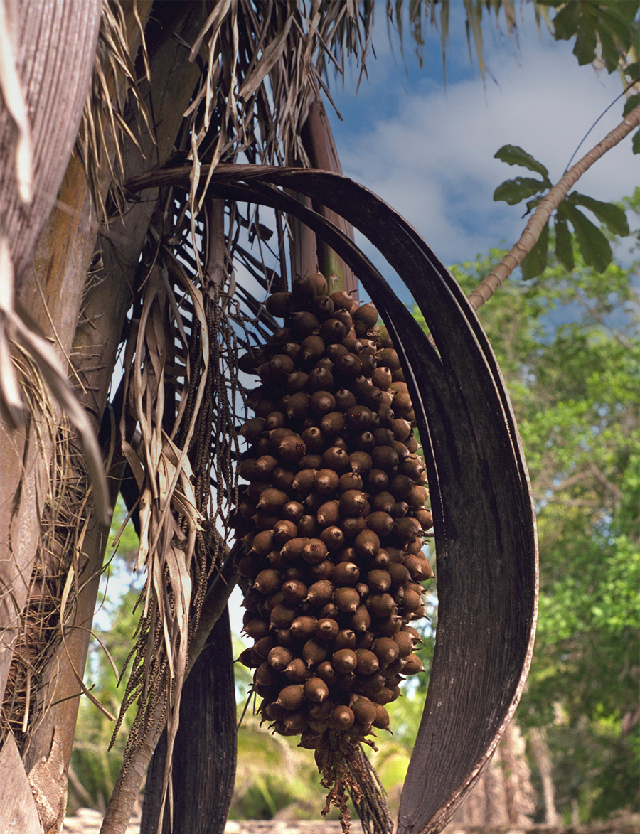 Tall Cohune Palm trees at Kohunlich