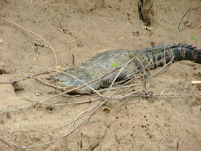 A crocodile resting on the riverbank